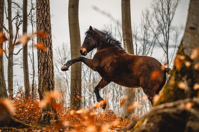 Steigendes Pferd bei Fotoshooting